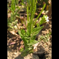 Arabis Stelleri var. Japonica (fam. Cruciferes) (4)